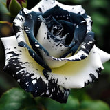 Rosas gemelas blancas y negras raras