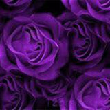 Purple Rose Rosa Bush Shrub Perennial Flower Seeds