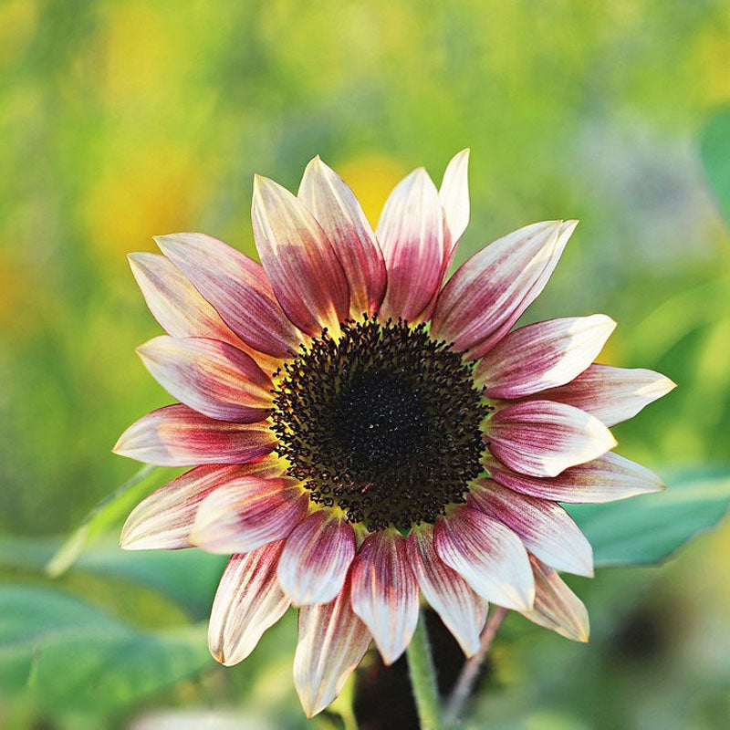 Strawberry Blonde Hybrid Sunflower Seeds