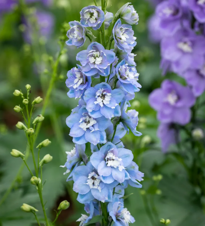 Baby Blue Larkspur Seeds