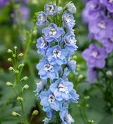 Baby Blue Larkspur Seeds