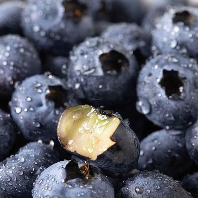 Semillas de arándanos Bayas Fruta fresca Semillas Perennes Exterior Interior