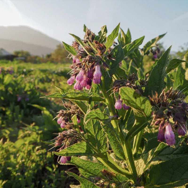 Consuelda común/verdadera