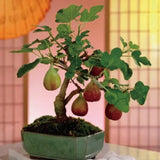 Fig Tree Seeds (Ficus carica), Sweet Fruit Shrub