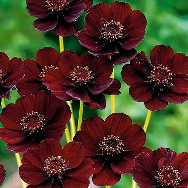 Rare Chocolate Flowers Seeds Cosmos Bonsai