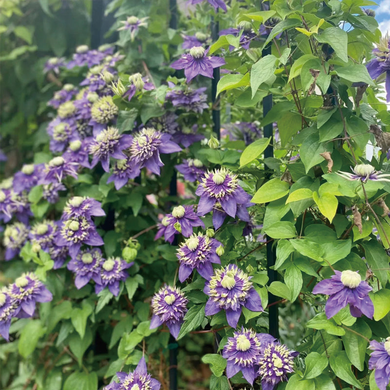 Clematis Taiga Seeds