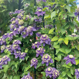 Clematis Taiga Seeds