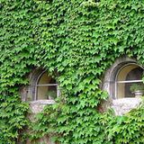 Semillas de hiedra, enredaderas, lianas, enredaderas verdes, hermosas plantas trepadoras que se arrastran por el suelo, bonsái para el hogar