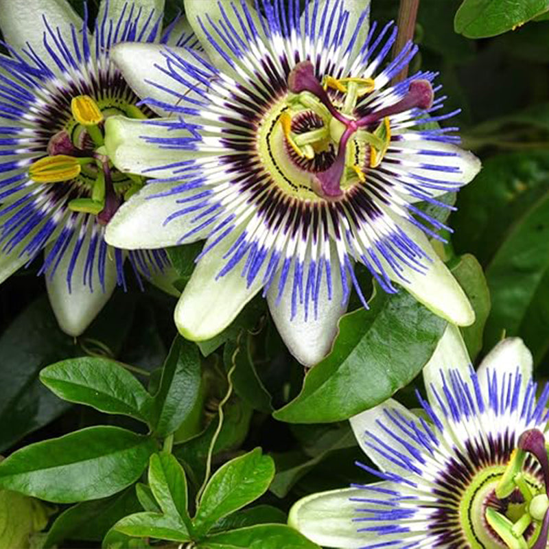 Semillas de pasiflora morada, hermosa flor exótica, perenne, para jardín al aire libre, flores cortadas para plantar, sin OGM