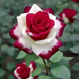 Semillas de rosas gemelas de corazón rojo