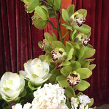 Cymbidium Orchid Seeds-Light Green