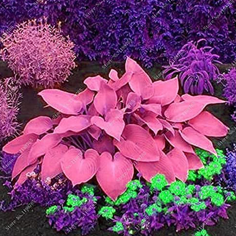 Mixed Hosta Perennials Flower Seeds