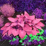 Mixed Hosta Perennials Flower Seeds
