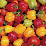 Colorful Sweet Pepper Seeds Organic