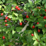 Pimientos Piquín - Pequeños pimientos de un rojo brillante - ¡¡Tienen un gran impacto!!