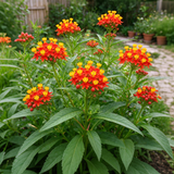 Tropical Milkweed Seeds Perennial Bushy Bicolor for Wildflower Gardens