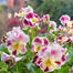 Serie de elfos de invierno Pansy: te extraño infinitamente