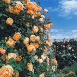 Repeat Blooming Climbing Rose Seeds - Luck Rises
