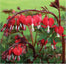 Ocean Bleeding Heart Seeds ~ Dicentra Spectabilis ~ Gifts ~ Grow Your Own ~ Spring Flowers
