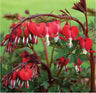 Ocean Bleeding Heart Seeds ~ Dicentra Spectabilis ~ Gifts ~ Grow Your Own ~ Spring Flowers