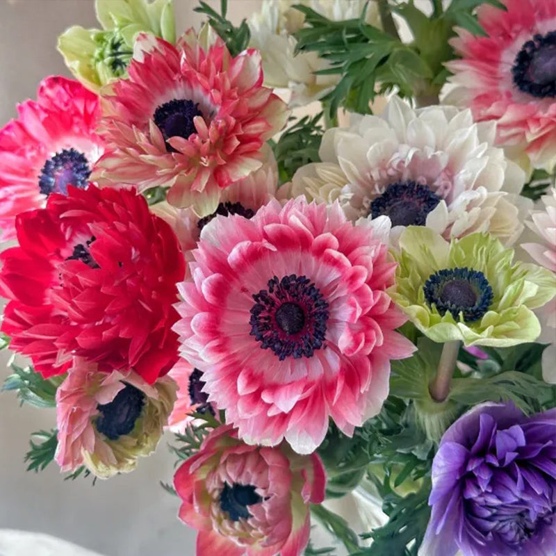 Double Anemone Seeds — Add Resilient Elegance to Your Garden!