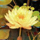 The Sacred Bonsai Lotus Flower