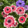 Double Anemone Seeds — Add Resilient Elegance to Your Garden!