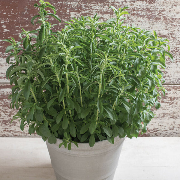 Stevia Organic Herb Seed