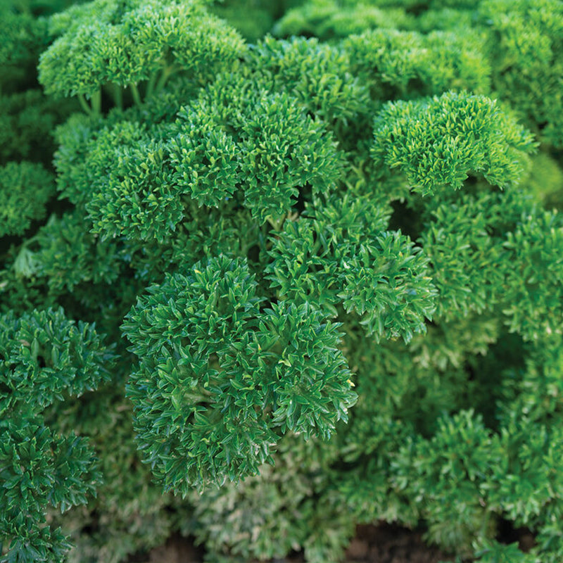 Semilla de perejil Wega