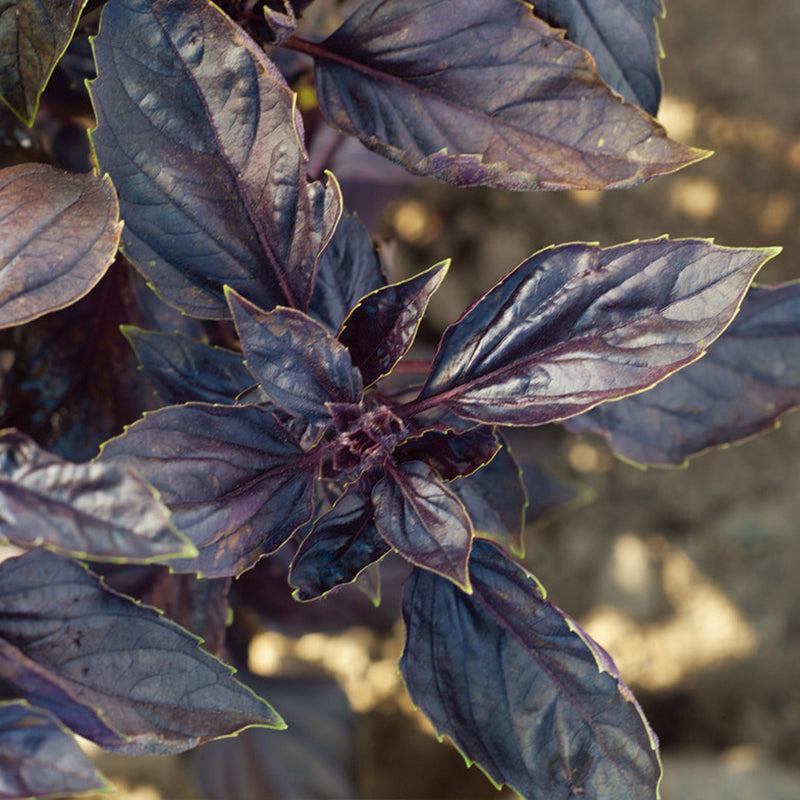 Red Rubin Basil Seed – Haiyiplants