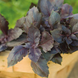 Semilla de albahaca roja rubí