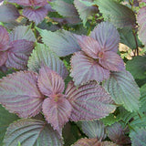 Semilla de albahaca roja rubí