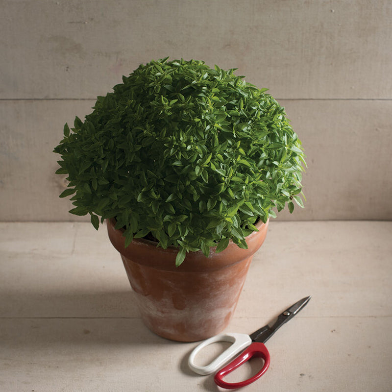 Semillas de albahaca picante