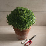 Semillas de albahaca picante