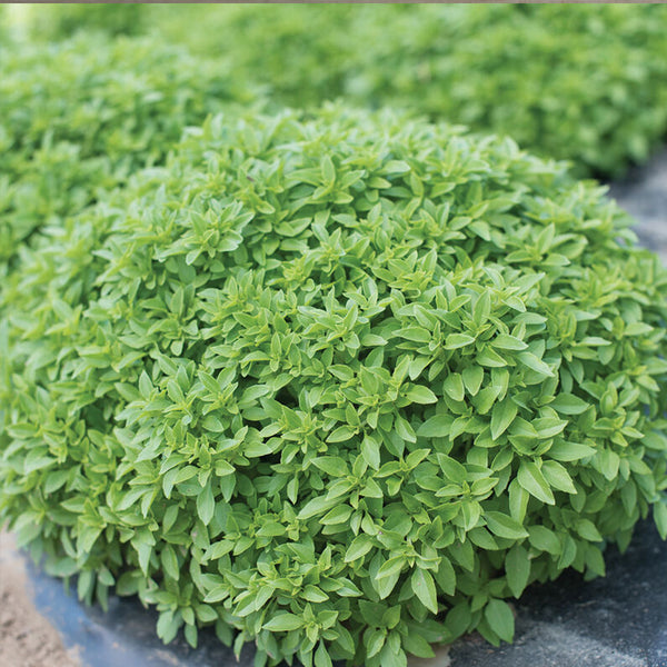 Spicy Bush Basil Seed