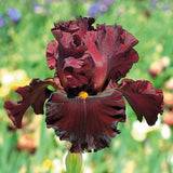'Play with Fire' Bearded Iris