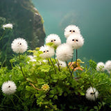 White Cat's Eye Ball Flower Seeds
