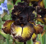 Sorbonne Bearded Iris