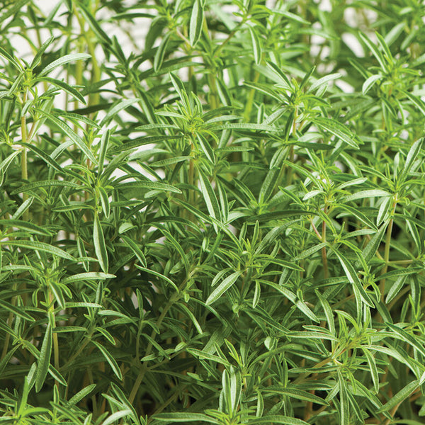 Compact Summer Savory Herb Seed