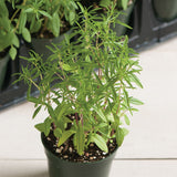 Semillas de hierba compacta de ajedrea de verano