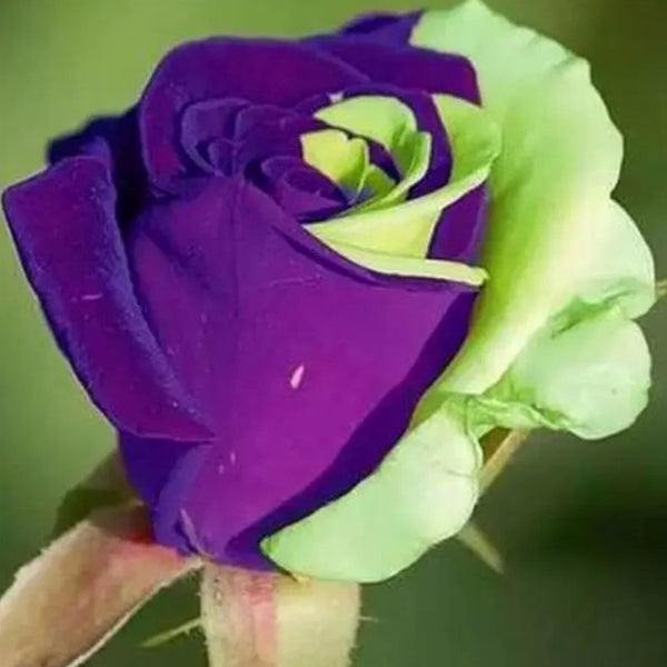 Rare Purple Green Rose- Seeds