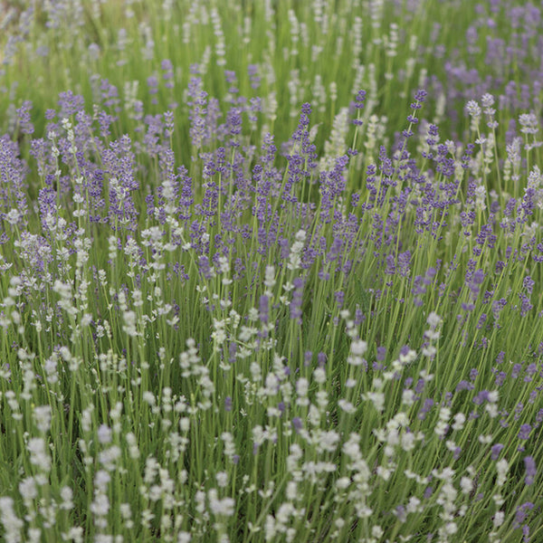 Munstead-Type Organic Lavender Seed