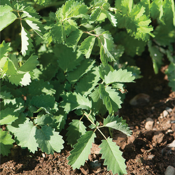 Salad Burnet Herb Seed