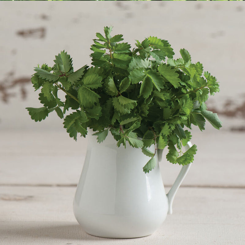 Semillas de hierba de la pimpinela