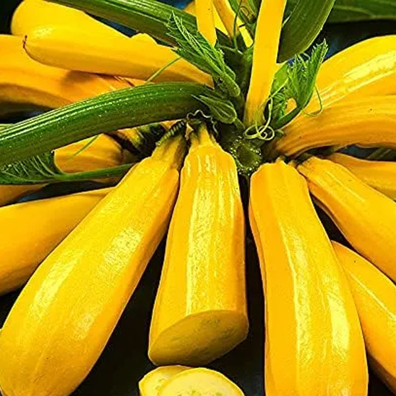 Golden Zucchini Seeds
