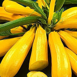 Golden Zucchini Seeds