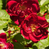 Explosion Climbing Rose Garden Seeds
