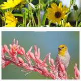 Colección de polinizadores Autumn Magic