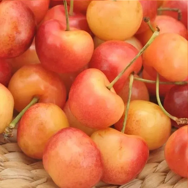 Semillas de cereza dorada