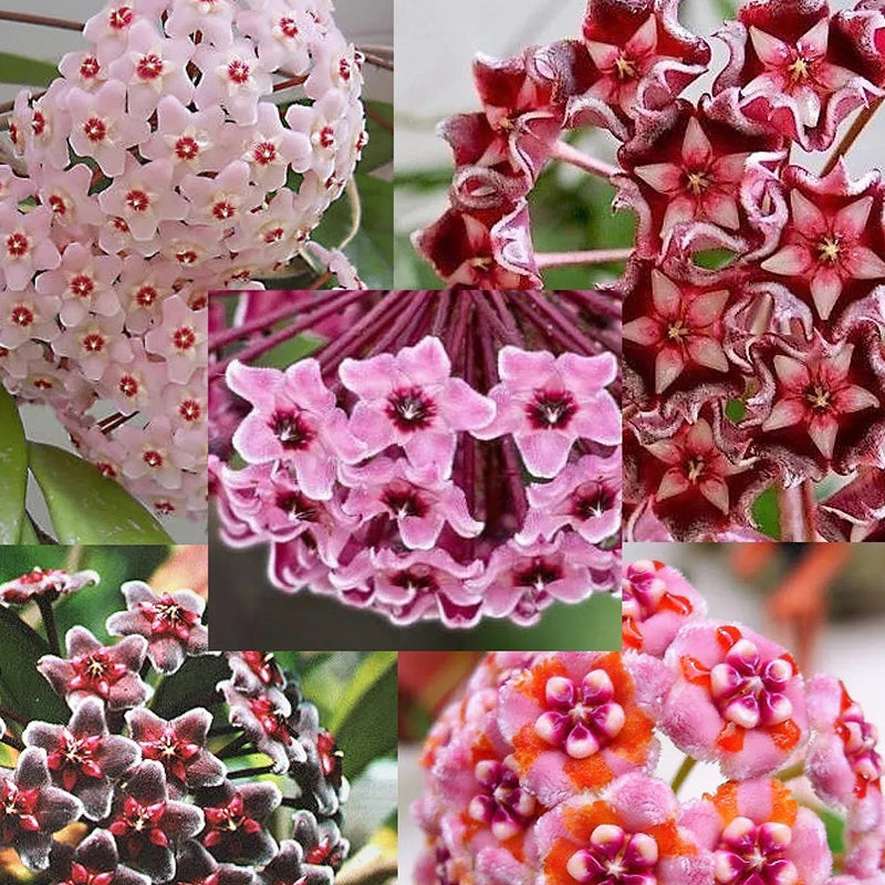 Hoya Carnosa Mixed Color Seeds